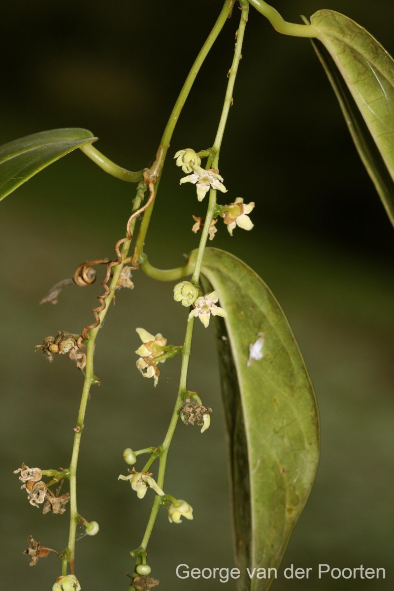 Zanonia indica subsp. indica L.